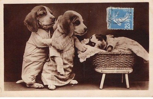 Hund 72376 hundefreund - -,
