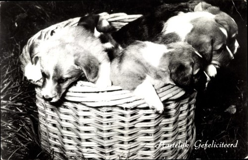 Hunde welpen aus dem - aus,