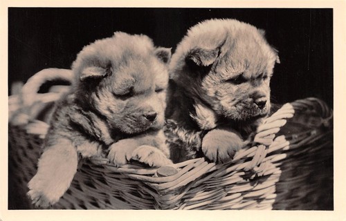 404439 tier mit hunde - 404439), ak