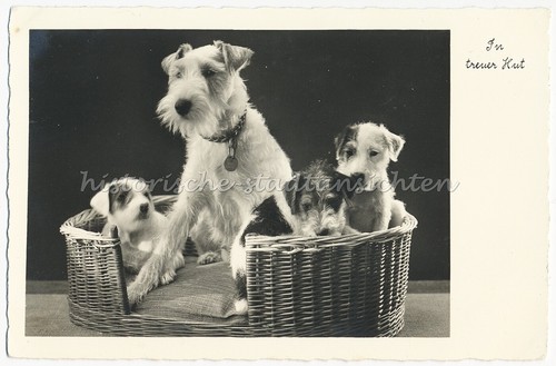 Welpen hunde körbchen - körbchen,