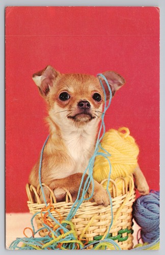 Chihuahua welpengarnkorb - chihuahua,