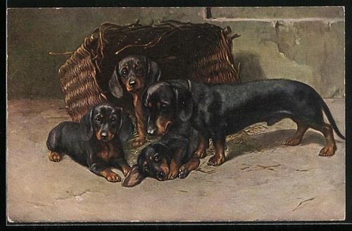 Ansichtskarte dackel mit - dackel,