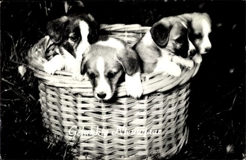 Hunde welpen aus dem - hunde,, welpen,