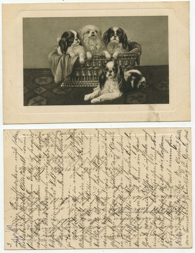 09342 hunde welpen im - 09342,