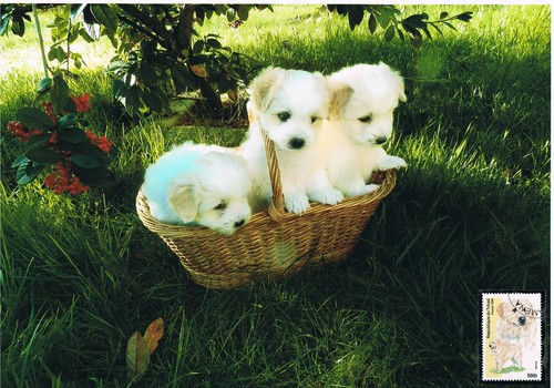 Hunde baby welpen - baby,